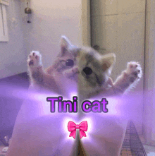 a kitten is in a box with the words tini cat written above it