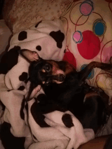 a dog is laying on a bed with a polka dot blanket