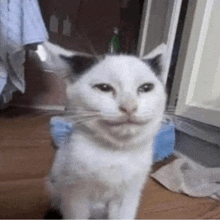 a white cat with a black nose is sitting on a wooden floor and making a funny face .