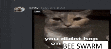 a gif of a cat with the words " you didn t hop on bee swarm "