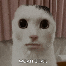 a close up of a cat with the words woah chat written below it