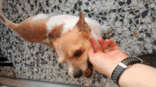 a person wearing a nike watch is petting a small dog