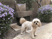 a small dog is standing in front of a fountain with purple flowers