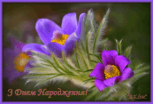 a greeting card with purple flowers and the words " 3 dnem narodennia "