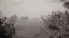 a black and white photo of a field of grass and trees