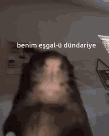 a cat is looking at the camera with the words benim esgal-u dundaire written on the bottom