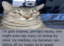 a cat laying on a bed with a caption that says i 'm goin insane perhaps wacky