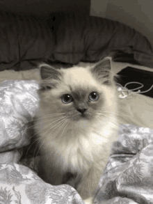 a kitten with blue eyes is laying on a bed