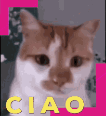 a close up of a cat with the word ciao on the bottom right