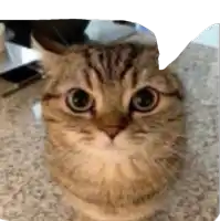 a close up of a cat 's face with a white border