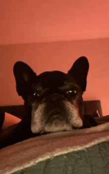 a close up of a dog laying on a bed with a pink wall in the background