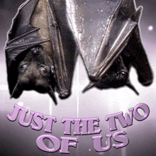 two bats are hanging upside down and the words just the two of us are above them