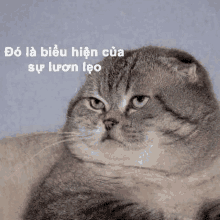 a cat with a caption in a foreign language that says " do la bien hien cua sự luôn lợi "