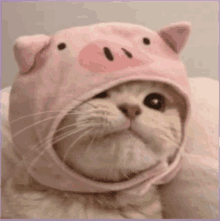 a cat wearing a pink pig hat looks at the camera .