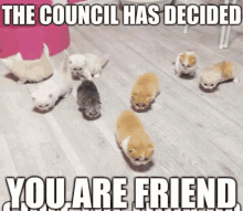 a group of kittens are walking on a wooden floor and the caption says the council has decided you are friend