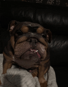 a brown and black dog laying on a couch with its tongue out