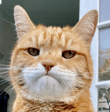 a close up of an orange cat with a serious look on its face