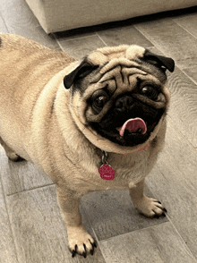 a pug dog wearing a pink paw tag that says " peach "