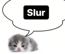 a small kitten with a speech bubble that says slur .