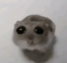 a close up of a hamster 's face with big black eyes looking at the camera .