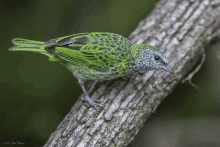 a green and black bird perched on a tree branch with a photo taken in 2013