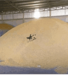 a large pile of grain in a warehouse with a bird sitting on top of it .