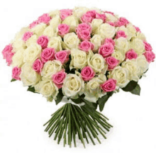 a large bouquet of white and pink roses with green leaves on a white background .