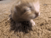 a small kitten laying on a carpet looking at the camera