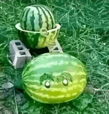 a watermelon with a face on it is sitting in the grass next to another watermelon .