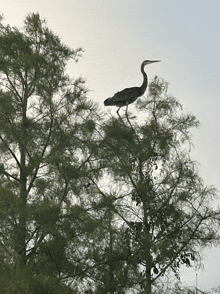 a bird perched on top of a tree with a blue sky in the background