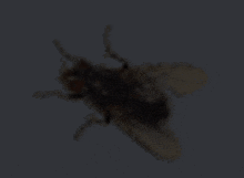 a close up of a fly in the dark