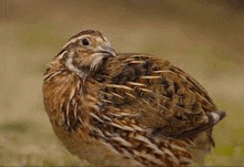 a quail is standing on the ground in the grass looking at the camera .