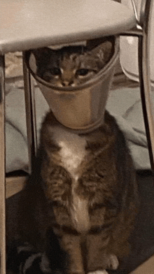 a cat with a cone on its head is sitting under a chair