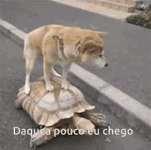 a dog standing on top of a turtle with the text daqui a pouco eu chego below it