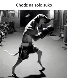 a black and white photo of a dog wearing boxing gloves with the caption chodz na solo suko