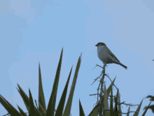 a small bird perched on top of a plant with a blue sky in the background