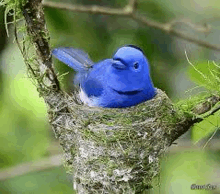 a blue bird is perched on top of a nest on a tree branch .