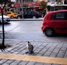 a cat sits on the sidewalk in front of a red car with the word collective written on the bottom