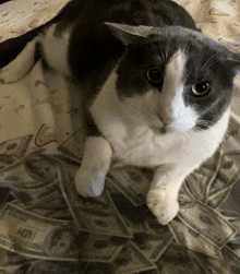 a gray and white cat is laying on a pile of money