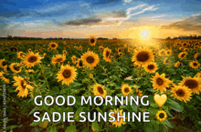 a field of sunflowers with the words good morning sadie sunshine on the bottom