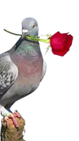 a pigeon is holding a red rose in its beak with the letters a and c on its neck