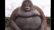 a very fat orangutan is sitting down with its mouth open .