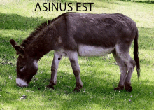 a donkey is grazing in a field with the word asinos est written above it