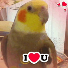 a parrot with a heart and the words i love u on it