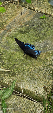 a black and blue butterfly is sitting on a rock with a galaxy s8 ultra in the background