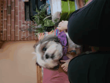 a shih tzu wearing a purple scarf is being held by a person