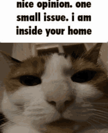 a close up of a cat 's face with a caption that says nice opinion one small issue i am inside your home