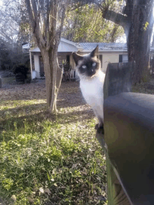 a black and white cat sitting on a fence post