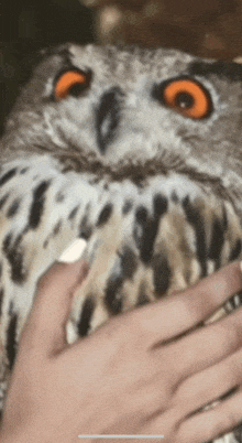 an owl with orange eyes is being held by a person 's hand