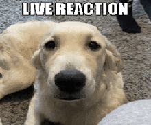 a dog laying on the floor with the words live reaction written above it